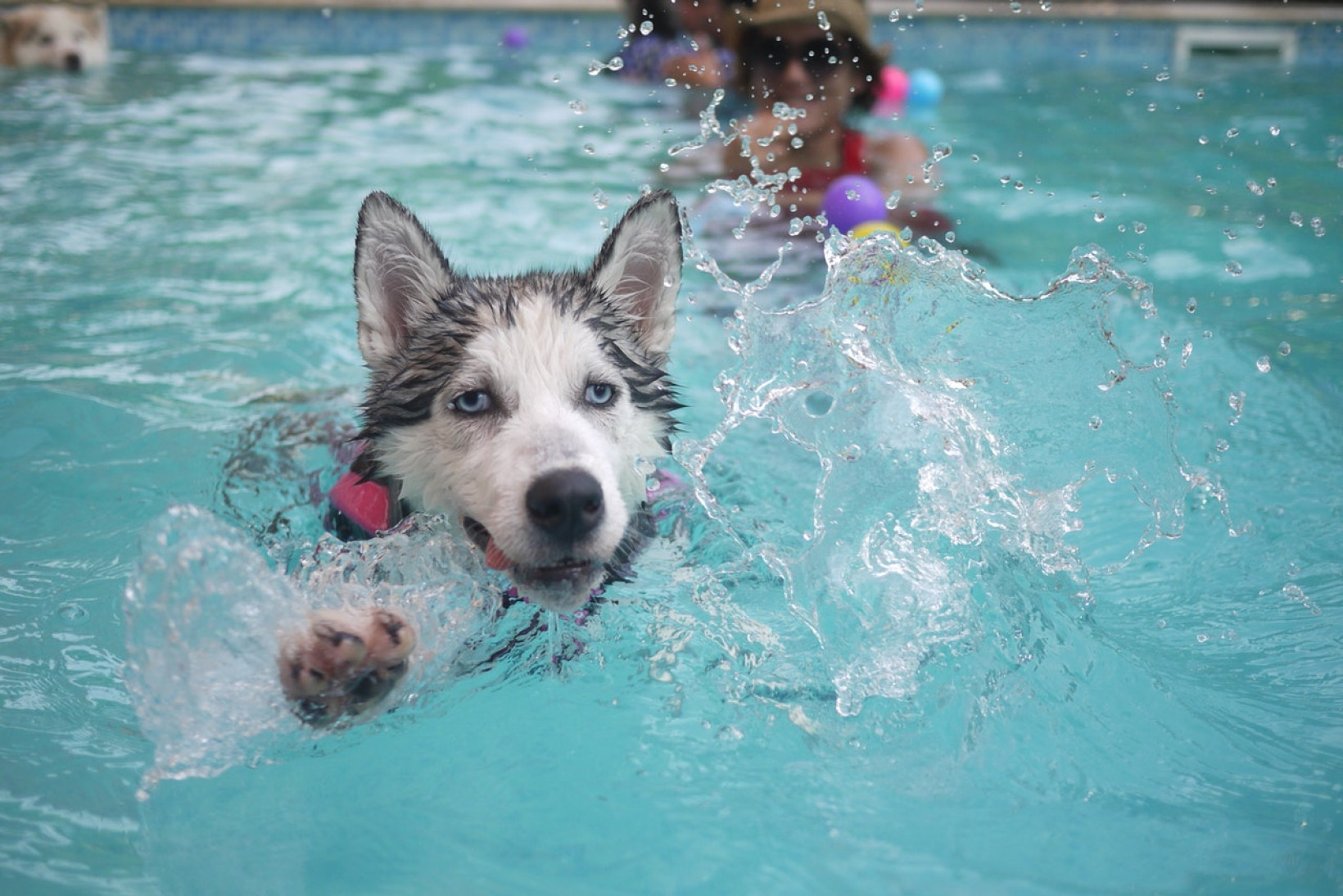 hond zwemmen chloor